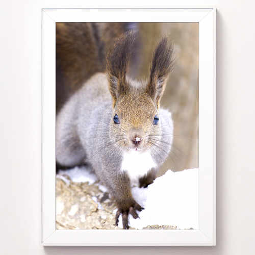 北海道の可愛い動物 A4写真プリント ガラス入り額装 ～花畑のエゾリス～ A4可能】激カワ・あざとカワイイ雪のエゾリス。北海道動物写真