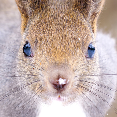 A4可能】鼻に雪をのせたエゾリス。北海道動物写真 写真・グラフィック