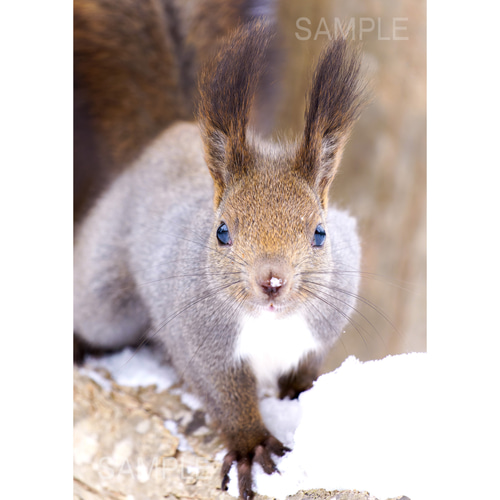 北海道の可愛い動物 A4写真プリント ガラス入り額装 ～花畑のエゾリス～ A4可能】激カワ・あざとカワイイ雪のエゾリス。北海道動物写真