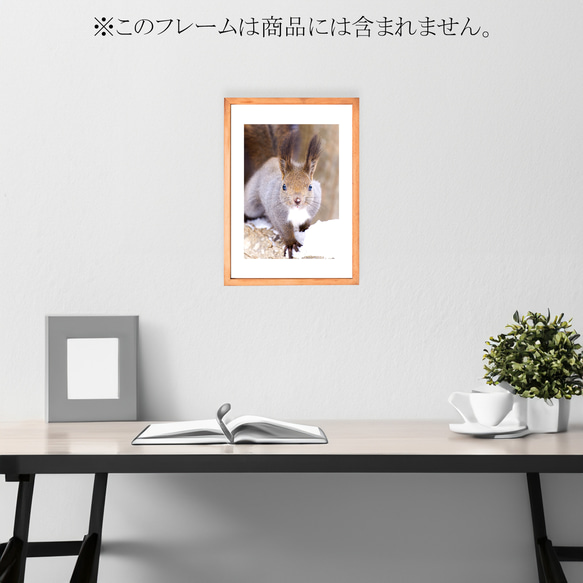【A4可能】鼻に雪をのせたエゾリス。アートポスター北海道動物写真 3枚目の画像