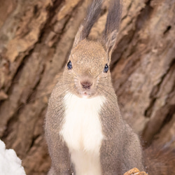 かわいい冬のエゾリス。北海道動物写真 2枚目の画像