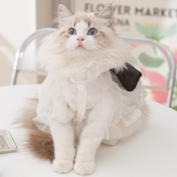 猫服 可愛い 綺麗なレースワンピース プリンセス風 猫ウェア 猫ワンピース 蝶結び付き 3枚目の画像