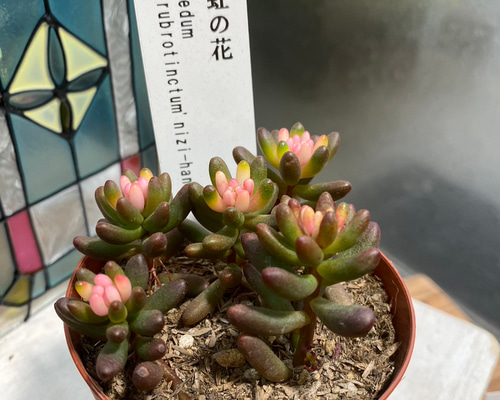 造花♪多肉植物と小花♪ f221b07ba49cfca3035f6addd8e502