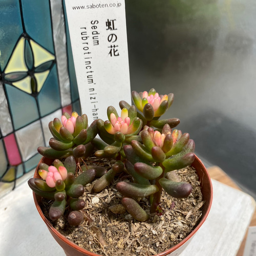 造花♪多肉植物と小花♪ Amazon｜多肉植物 造花 寄せ植え ギフト 多肉フェイクグリーン