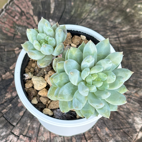 多肉植物 特注ランダムパック 専用 多肉植物 特注ランダムパック 専用