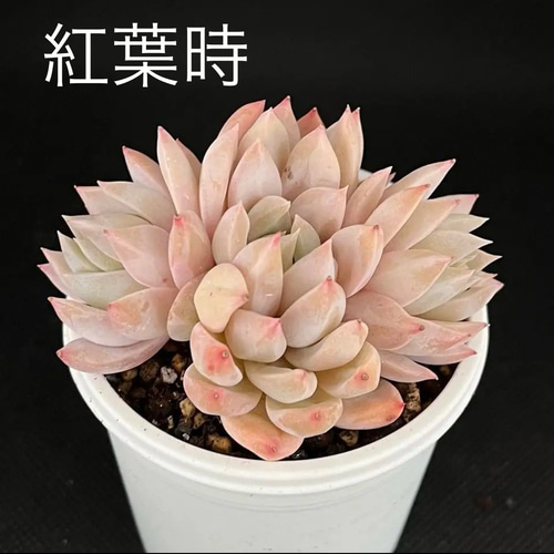 ライラックミスト 多肉植物 多肉植物 kanomarihome 通販 15504574