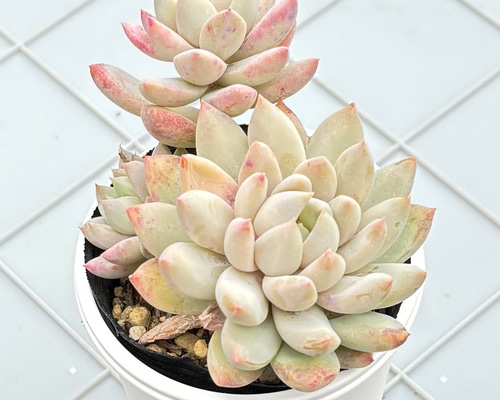 ライラックミスト 多肉植物 多肉植物 kanomarihome 通販 15504574