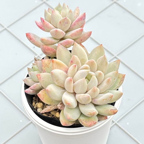 ライラックミスト 多肉植物 多肉植物 kanomarihome 通販 15504574