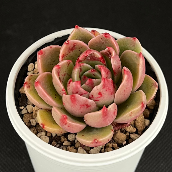 ルドルフNo.3 多肉植物 多肉植物 kanomarihome 通販 15504832