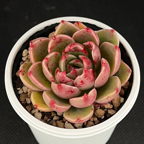 ルドルフNo.3 多肉植物 多肉植物 kanomarihome 通販 15504832