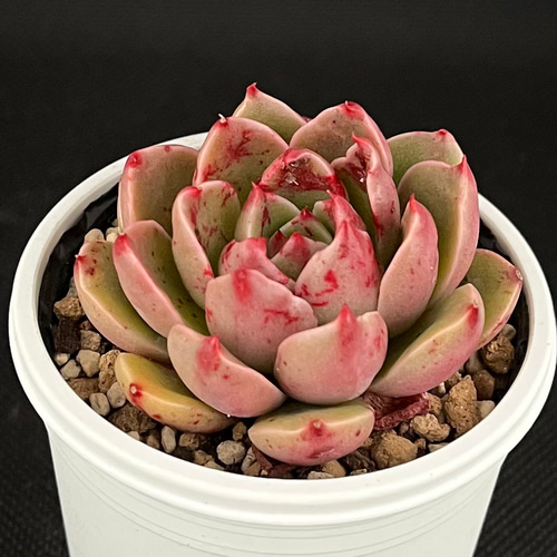 127. 多肉植物 ルドルフ 880円【抜き苗】 127. 多肉植物 ルドルフ 880円【抜き苗】 127. 多肉植物