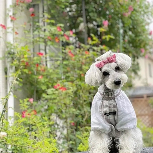 トリプルリボン】犬用ヘアアクセサリー 犬リボン 犬用リボン 黒 白