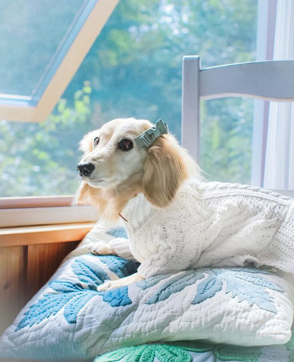 【トリプルリボン】犬用リボン　わんこリボン　犬リボン　犬　バレッタ　紫 6枚目の画像