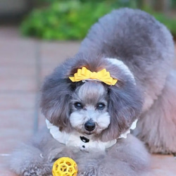 【トリプルリボン】犬用リボン　わんこリボン　犬リボン　犬　バレッタ　紫 12枚目の画像