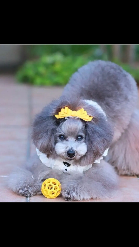 【トリプルリボン】犬用リボン　わんこリボン　犬リボン　犬　バレッタ　紫 12枚目の画像