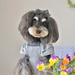 【トリプルリボン】犬用リボン　わんこリボン　犬リボン　犬　バレッタ　紫 10枚目の画像