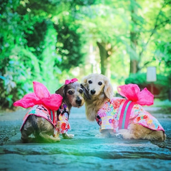 【トリプルリボン】犬用リボン　わんこリボン　犬リボン　犬　バレッタ　紫 13枚目の画像