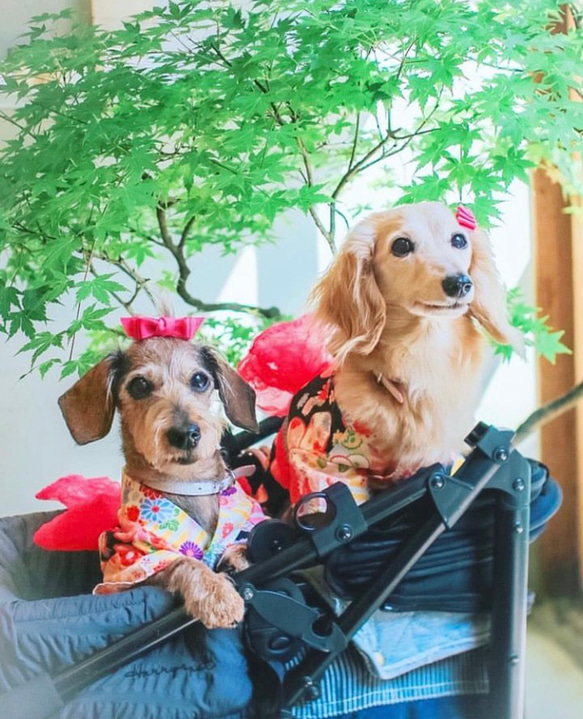 【トリプルリボン】犬リボン　犬りぼん　赤　クリスマス　リボン 4枚目の画像