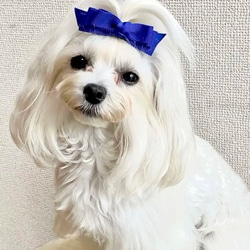 【トリプルリボン】犬リボン　犬りぼん　赤　クリスマス　リボン 8枚目の画像