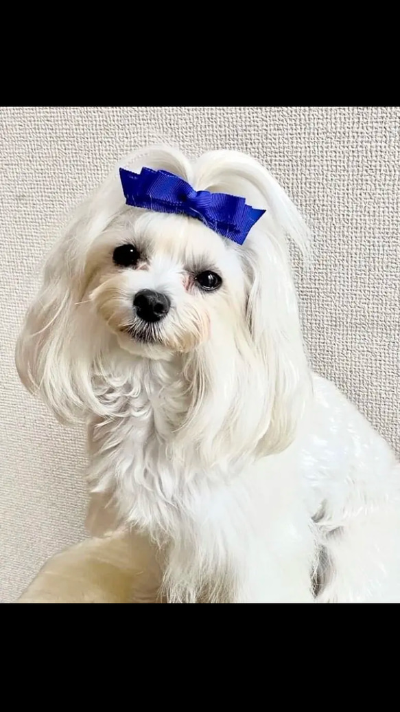 【トリプルリボン】犬リボン　犬りぼん　赤　クリスマス　リボン 8枚目の画像