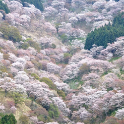 粉香cona-co  "吉野桜（ピンク）”　桜アロマ×香木×ヒノキ　桜　入学式　お祝い　ギフト 5枚目の画像