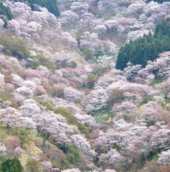 粉香cona-co  "吉野桜（ピンク）”　桜アロマ×香木×ヒノキ　桜　入学式　お祝い　ギフト 5枚目の画像