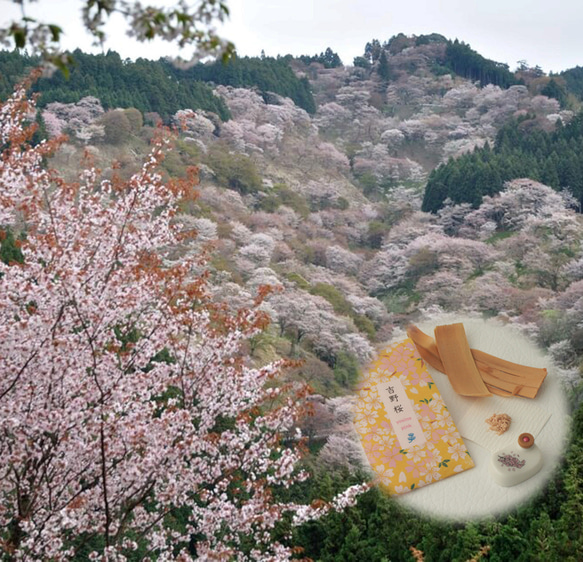 【桜、桜、コスモス！】 JANSON Geishaと DURAN Coff 桜、桜、コスモス！】 JANSON Geishaと DURAN Coff 🐲本日の