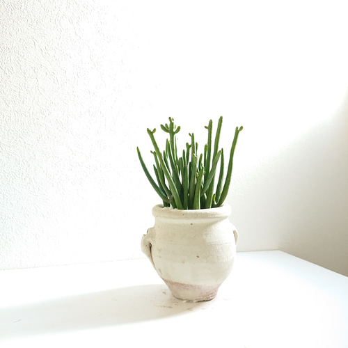 ユーフォルビア セドロルム 3号 の通販 | 園芸ネット ユーフォルビア