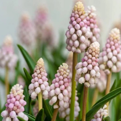 ムスカリ球根　アズレウム①　５球根＋ピンク&ホワイト ムスカリ球根 アズレウム① 5球根＋ピンク&ホワイト