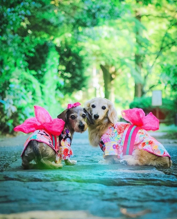 【トリプルリボン】犬リボン　犬用リボン　犬　バレッタ 5枚目の画像