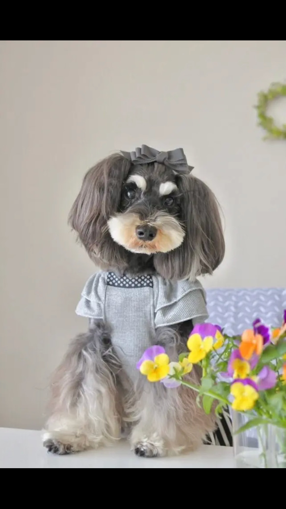 【トリプルリボン】犬リボン　犬用リボン　犬　バレッタ 11枚目の画像