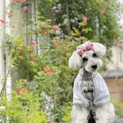 【トリプルリボン】犬リボン　犬用リボン　犬　バレッタ 12枚目の画像