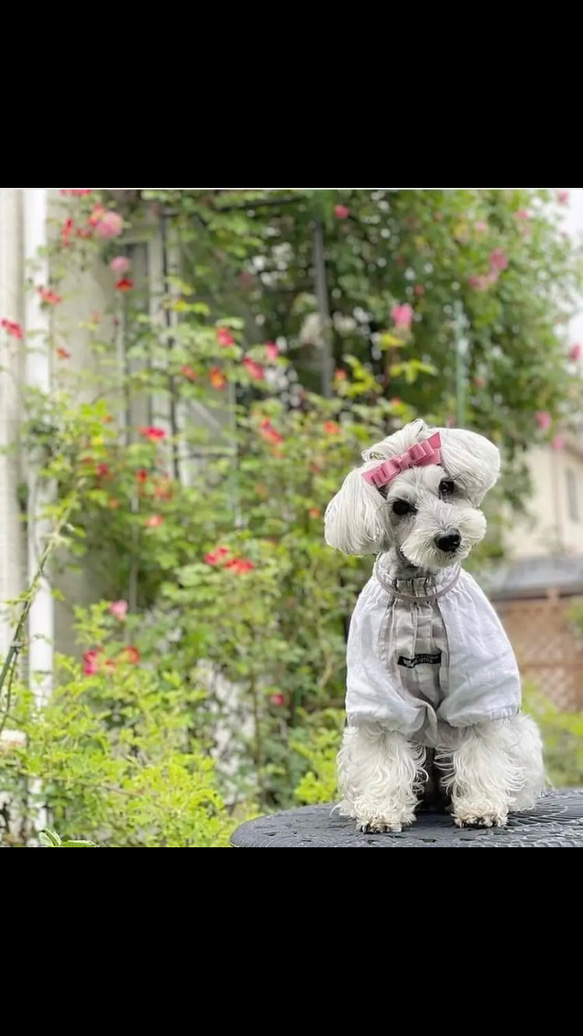 【トリプルリボン】犬リボン　犬用リボン　犬　バレッタ 12枚目の画像