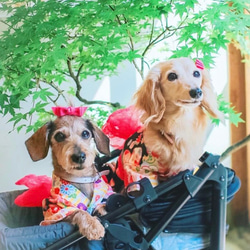 【トリプルリボン】犬リボン　犬用リボン　犬　バレッタ 6枚目の画像