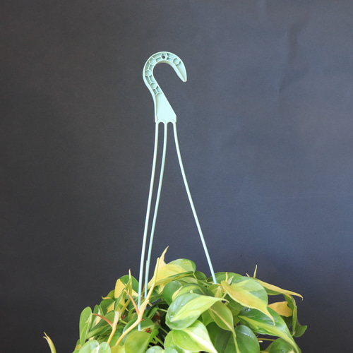 送料無料｜フィロデンドロン・ブラジル｜ハンギング｜吊り鉢｜観葉植物