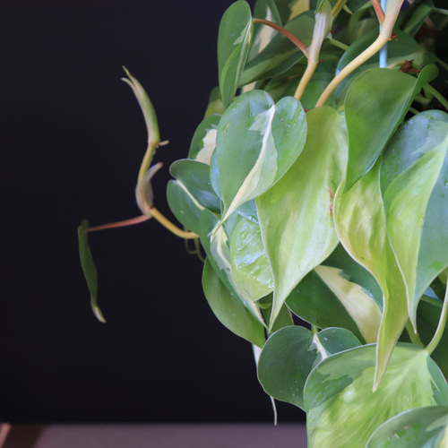 送料無料｜フィロデンドロン・ブラジル｜ハンギング｜吊り鉢｜観葉植物