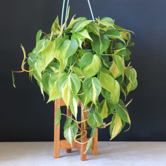 1/23まで値下げ！フィロデンドロンブラジル　ハンギング鉢付き 送料無料｜フィロデンドロン・ブラジル｜ハンギング｜吊り鉢｜観葉植物