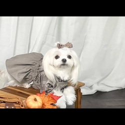 【ルル】犬リボン　犬用ヘアアクセサリー　わんこリボン 7枚目の画像