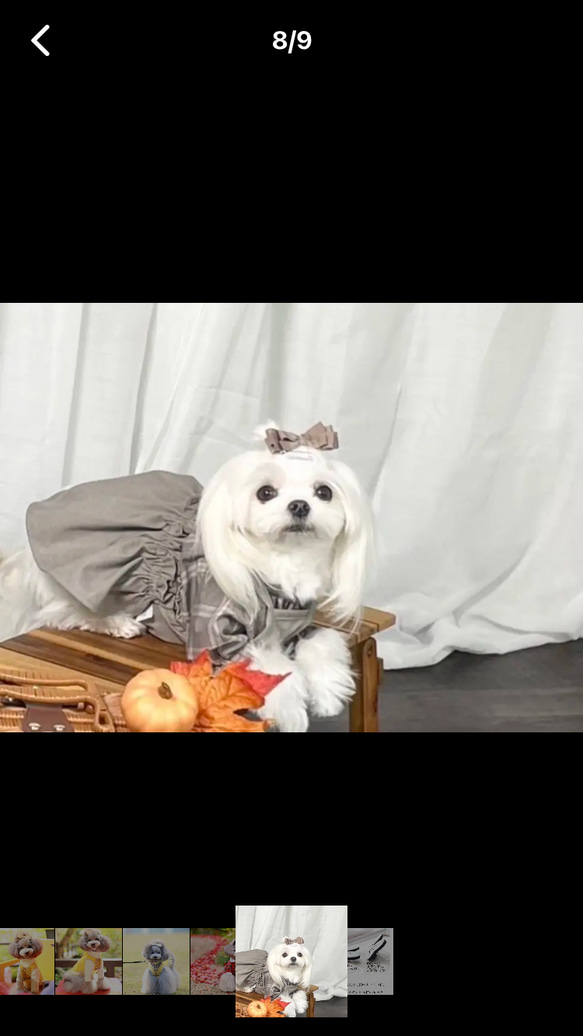 【ルル】犬リボン　犬用ヘアアクセサリー　わんこリボン 7枚目の画像