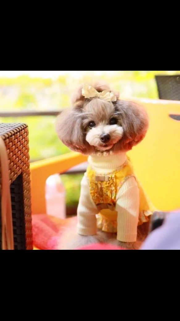 【ルル】犬リボン　犬用ヘアアクセサリー　わんこリボン 4枚目の画像