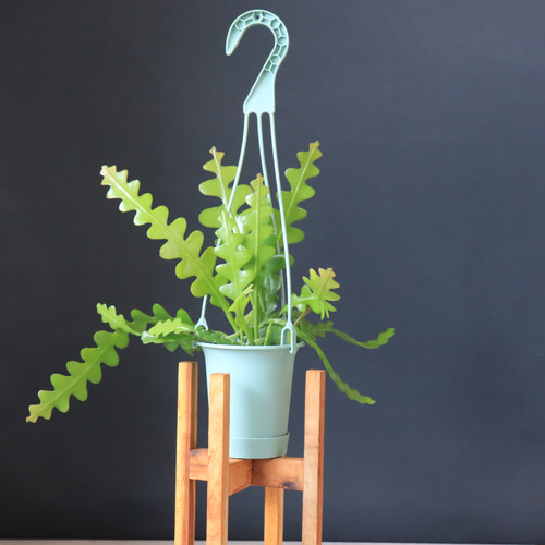 送料無料｜フィッシュボーンカクタス｜ハンギング｜サボテン｜魚の骨