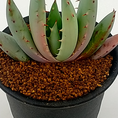 アロエ ペグレラエ 3号鉢 多肉植物 ハッチナーセリー 通販