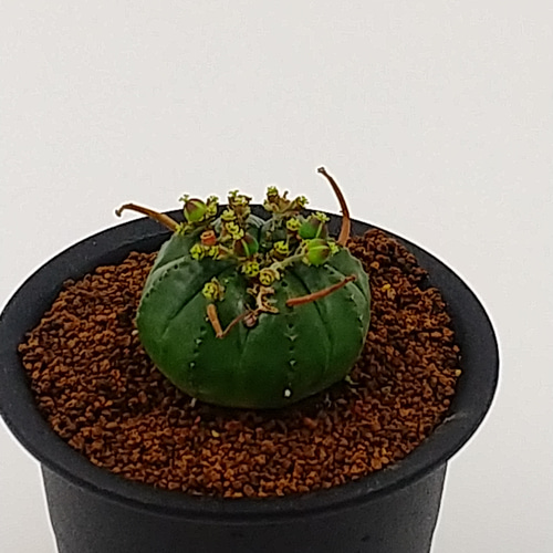 ユーフォルビア バリダ 3号鉢 多肉植物 ハッチナーセリー 通販
