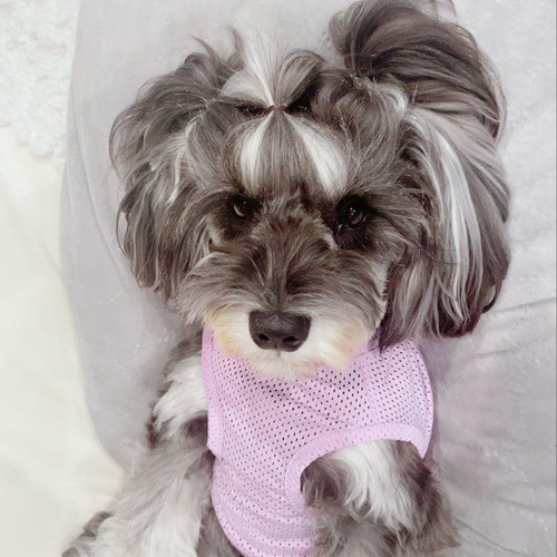 犬ヘアゴム