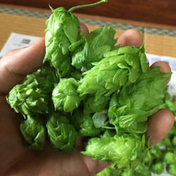 雪国発!!  10種のホップTシャツ（ホワイト） 5枚目の画像