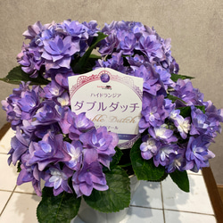 秋色アジサイ❤️ 紫陽花 ダブルダッチ❤️アルクマール　5号鉢 5枚目の画像
