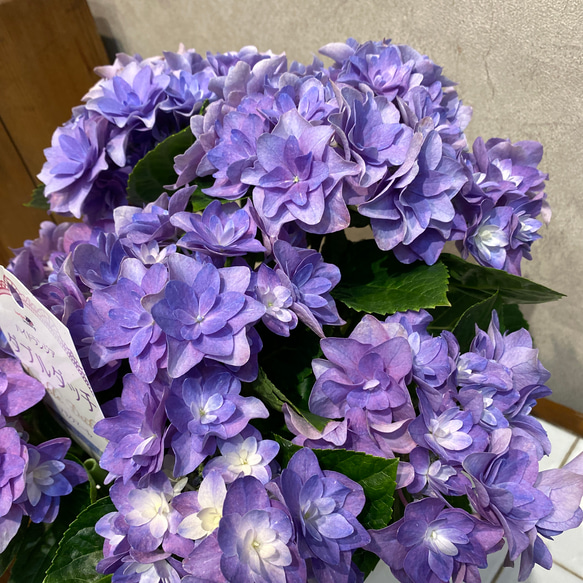 秋色アジサイ❤️ 紫陽花 ダブルダッチ❤️アルクマール　5号鉢 6枚目の画像