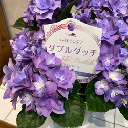 秋色アジサイ❤️ 紫陽花 ダブルダッチ❤️アルクマール　5号鉢 2枚目の画像