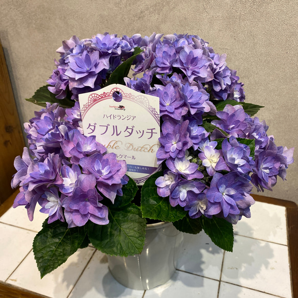 秋色アジサイ❤️ 紫陽花 ダブルダッチ❤️アルクマール 5号鉢