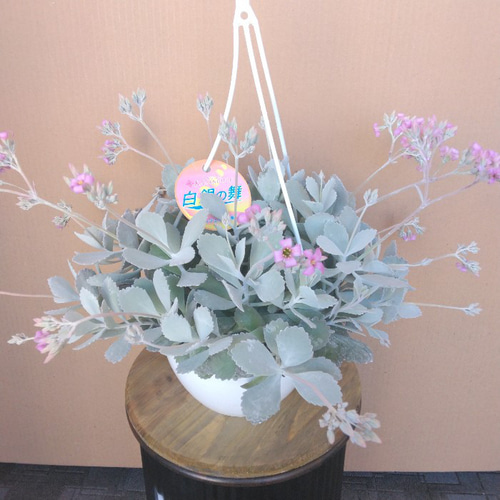 カランコエ プミラ【白銀の舞】 珍しい大株 花苗 観葉植物 6号鉢 吊り 